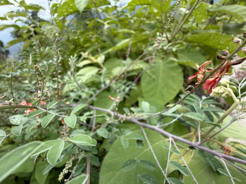 Indigofera lindheimeriana, photograph 4