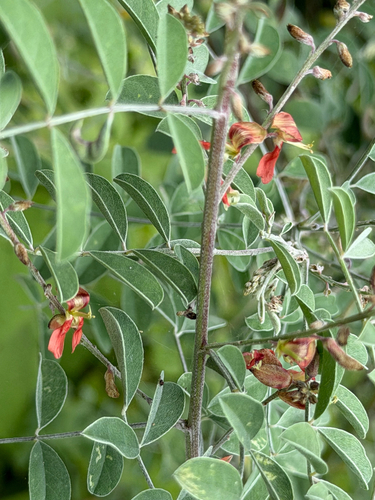 Indigofera lindheimeriana, photograph 3