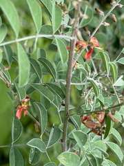 Indigofera lindheimeriana, photograph (c) Cody Hinchliff, some rights reserved (CC BY)
