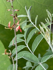 Indigofera lindheimeriana, photograph (c) Cody Hinchliff, some rights reserved (CC BY)