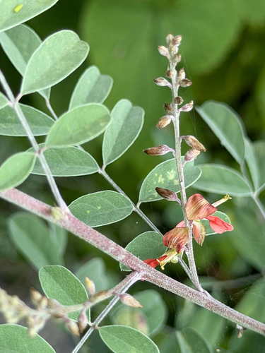 Indigofera lindheimeriana, photograph 2