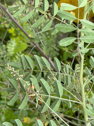 Indigofera lindheimeriana, photograph 6