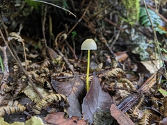 Mycena subviscosa