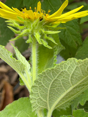 Vigethia mexicana, photograph (c) Cody Hinchliff, some rights reserved (CC BY)