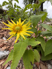Vigethia mexicana