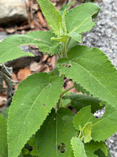 Vigethia mexicana, photograph 3