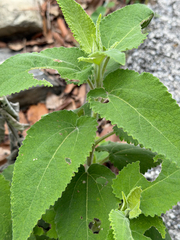 Vigethia mexicana, photograph (c) Cody Hinchliff, some rights reserved (CC BY)