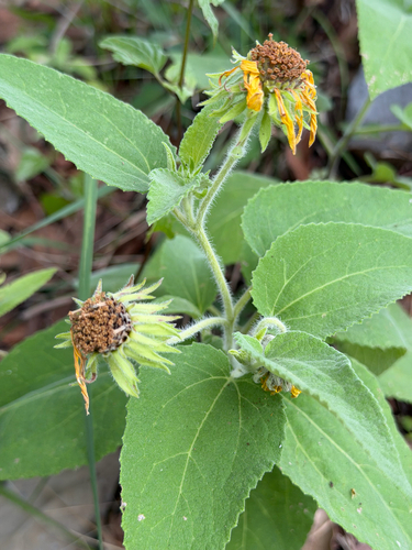 Vigethia mexicana, photograph 4