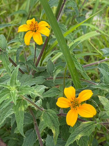 Sclerocarpus uniserialis, photograph 3