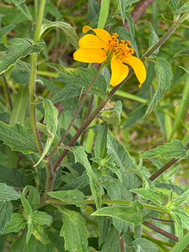 Sclerocarpus uniserialis, photograph 5
