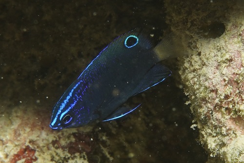 Pomacentrus burroughi observed 2026-07-10