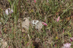 Melanargia occitanica