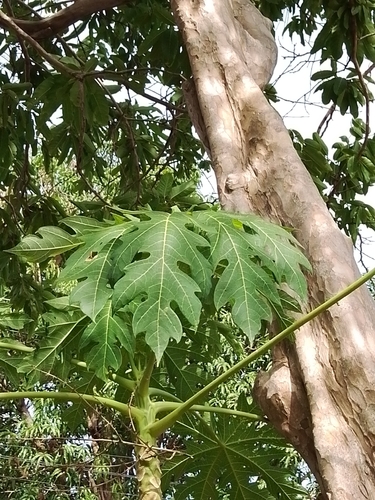 Papaya