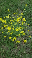 Rapistrum rugosum