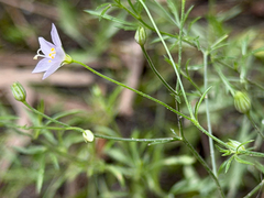 Giliastrum incisum, photograph (c) Cody Hinchliff, some rights reserved (CC BY)