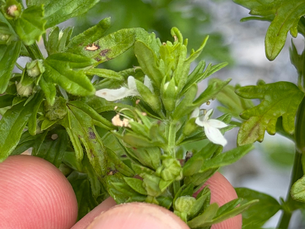 Teucrium cubense; photograph (c) Cody Hinchliff, some rights reserved (CC BY)