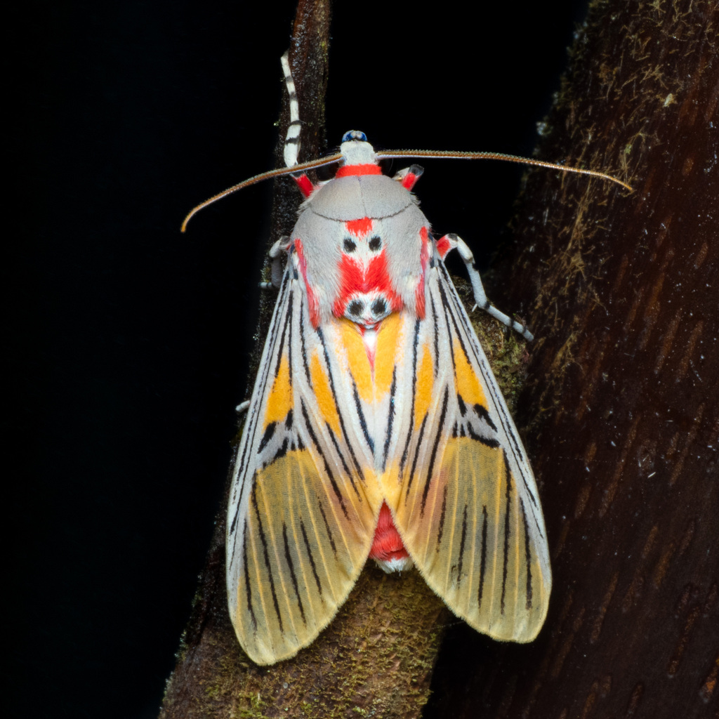 Idalus sublineata