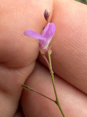 Desmodium psilophyllum, photograph (c) Cody Hinchliff, some rights reserved (CC BY)