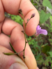 Desmodium psilophyllum, photograph (c) Cody Hinchliff, some rights reserved (CC BY)