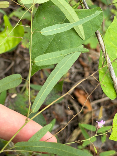 Desmodium psilophyllum, photograph 5