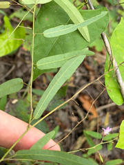Desmodium psilophyllum, photograph (c) Cody Hinchliff, some rights reserved (CC BY)