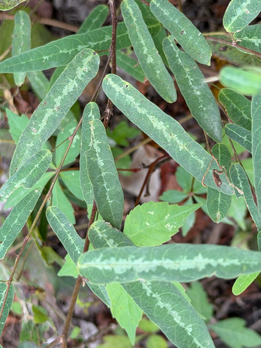 Desmodium psilophyllum