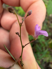 Desmodium psilophyllum, photograph (c) Cody Hinchliff, some rights reserved (CC BY)