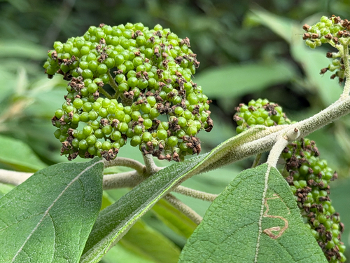 Callicarpa acuminata, photograph 1