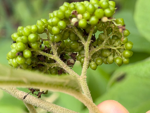Callicarpa acuminata, photograph 2