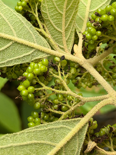 Callicarpa acuminata, photograph 3