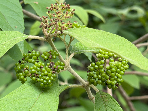 Callicarpa acuminata