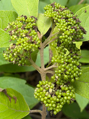 Callicarpa acuminata, photograph (c) Cody Hinchliff, some rights reserved (CC BY)