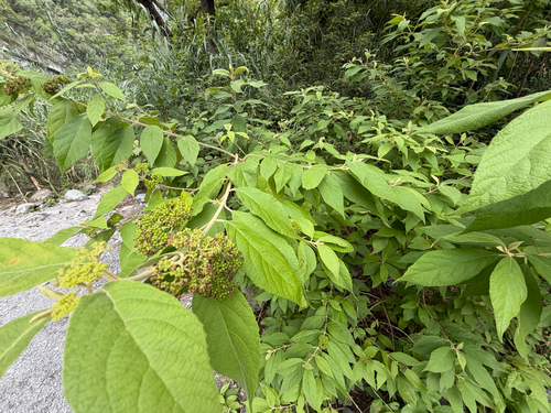 Callicarpa acuminata, photograph 4