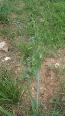 Poaceae