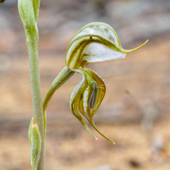 Pterostylis planulata