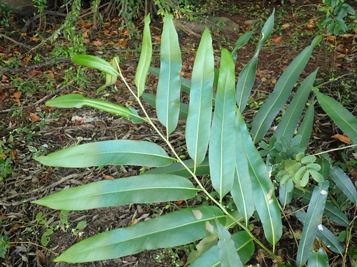 Acrostichum speciosum, photograph 2