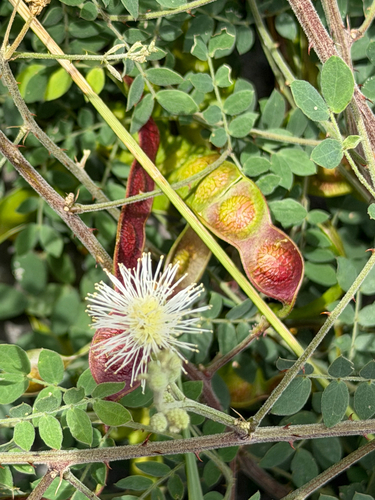 Mimosa malacophylla, photograph 3