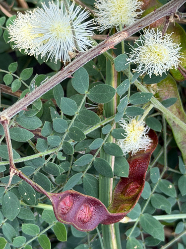 Mimosa malacophylla, photograph 1