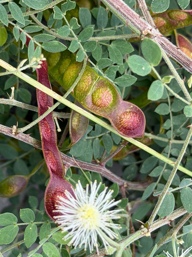 Mimosa malacophylla, photograph 2