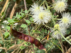 Mimosa malacophylla, photograph (c) Cody Hinchliff, some rights reserved (CC BY)