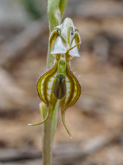 Pterostylis planulata