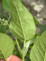 Croton ciliatoglandulifer, photograph (c) Cody Hinchliff, some rights reserved (CC BY)