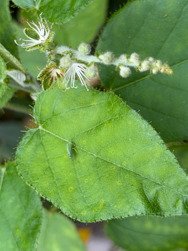 Croton ciliatoglandulifer, photograph 2