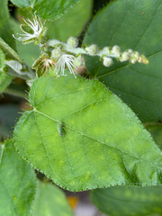 Croton ciliatoglandulifer, photograph (c) Cody Hinchliff, some rights reserved (CC BY)
