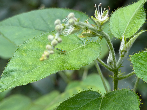 Croton ciliatoglandulifer