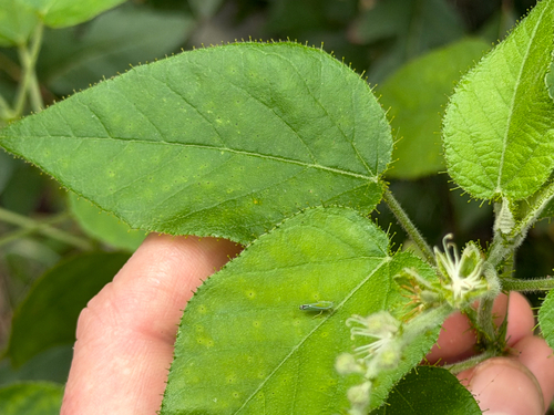 Croton ciliatoglandulifer, photograph 1