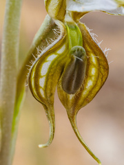 Pterostylis planulata