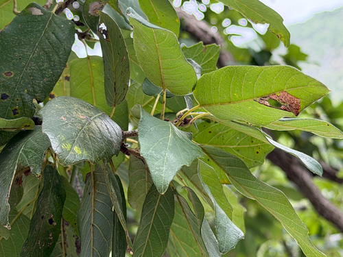 Quercus polymorpha, photograph 5