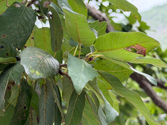 Quercus polymorpha, photograph (c) Cody Hinchliff, some rights reserved (CC BY)