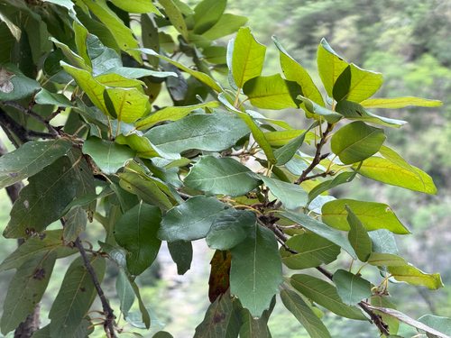 Quercus polymorpha, photograph 4